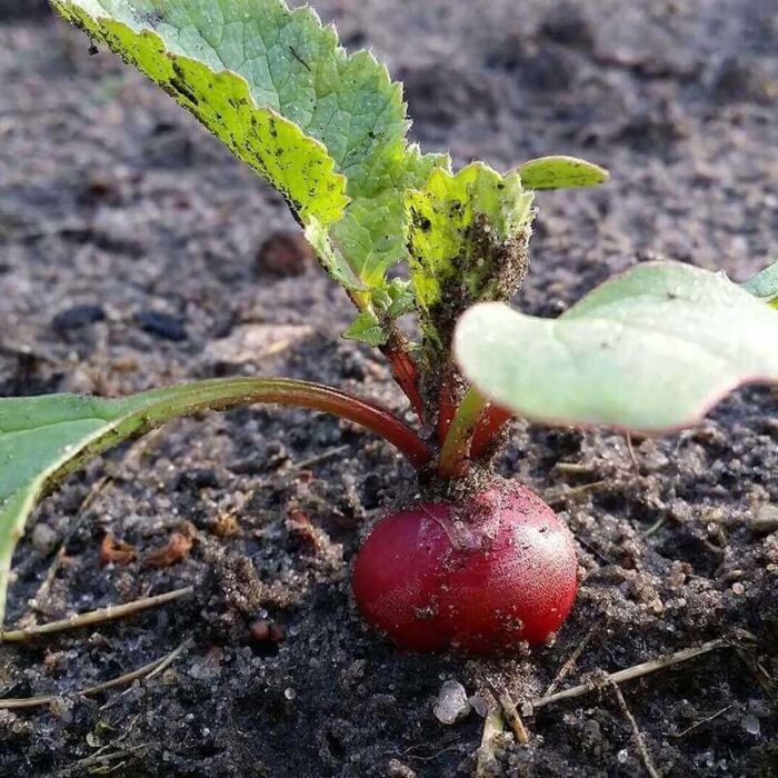 Kleepura Biodünger für Radieschen