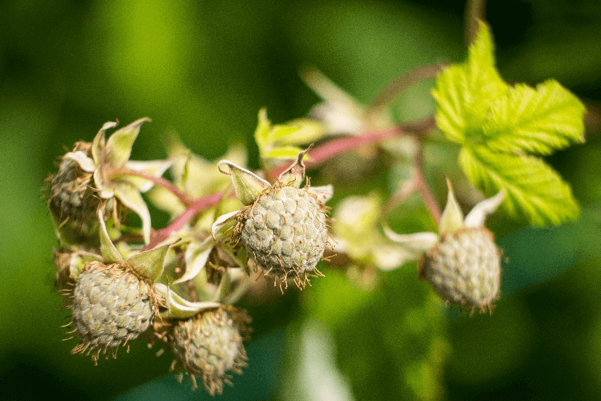 beerenobst-sommer