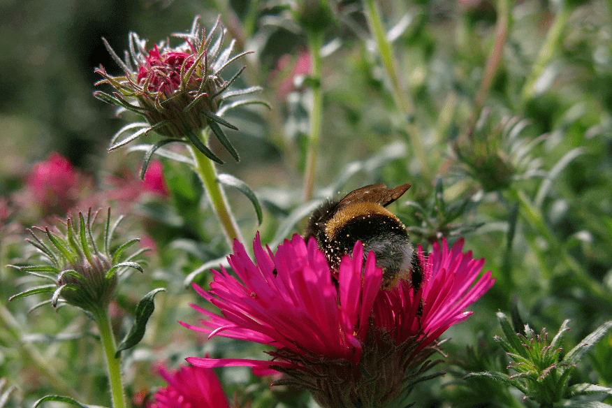 blumen-herbst