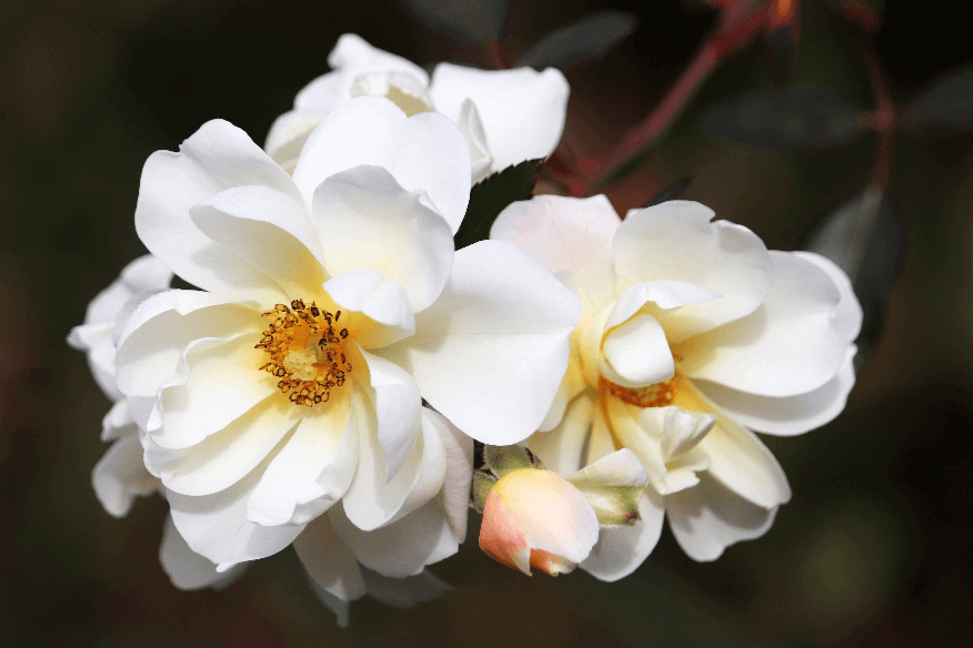 blumen-sommer