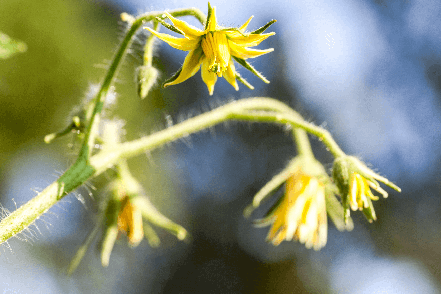 gemuese-sommer
