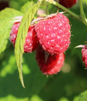 Beerenobstdünger Kleepura