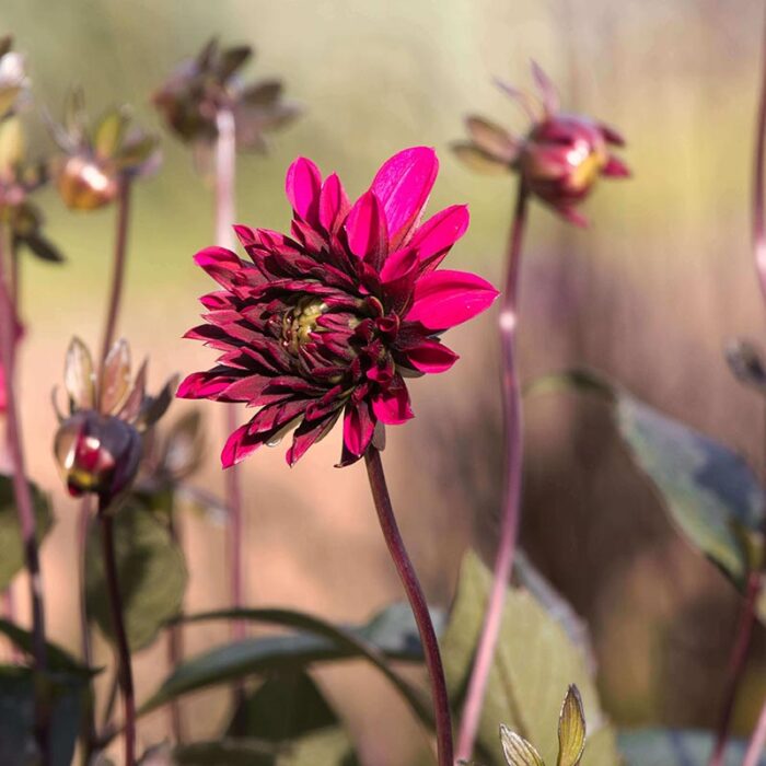 Kleepura Biodünger für Blumen wie Dahlien