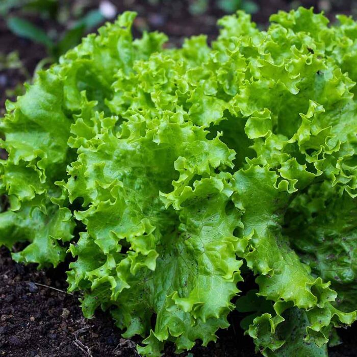 Kleepura Bio Dünger für Salat