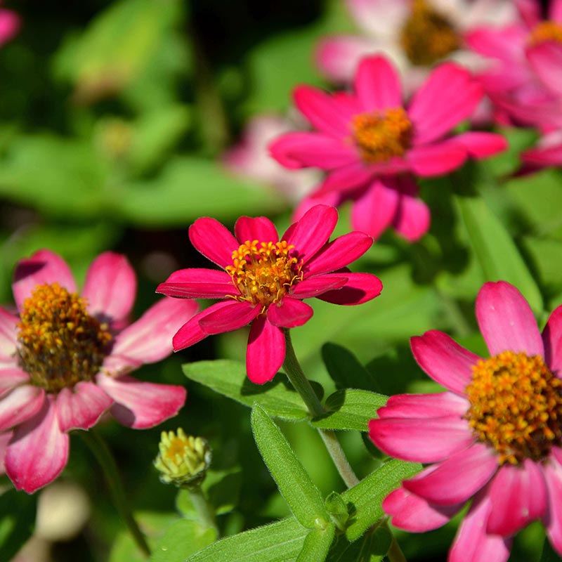 Biodünger geeignet für Zinnien