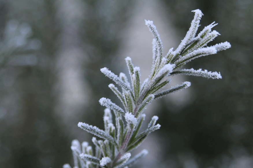 kraeuter-winter