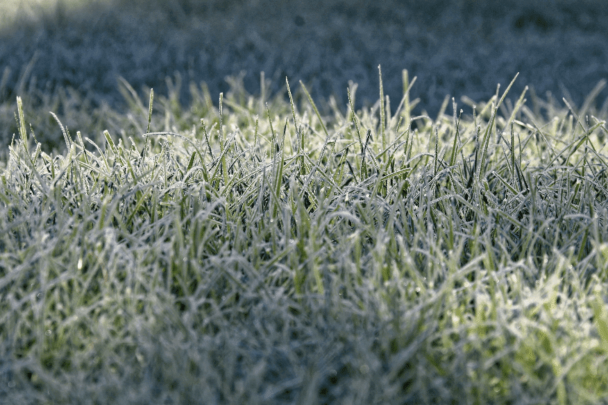Frost und Kälte des Winters bedeuten für Gärtner*in und Rasen gleichermaßen eine Ruhepause.