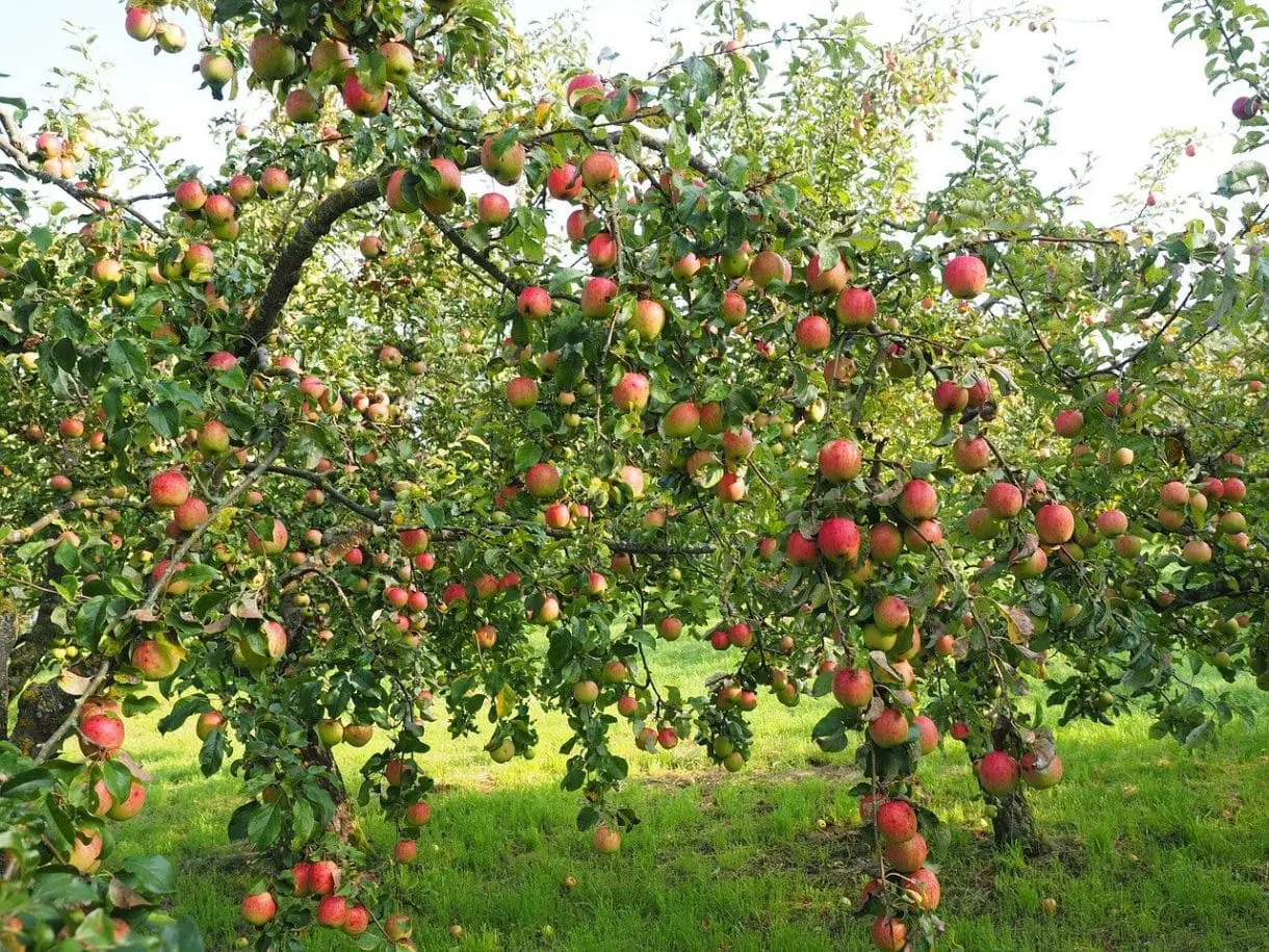 apple-693971_1280 apple-693971_1280