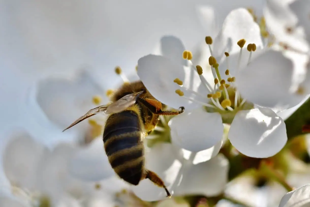 bee-4104282_1280 bee-4104282_1280