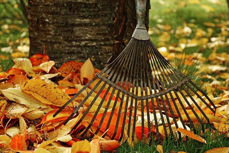 Gartenratgeber für den Herbst