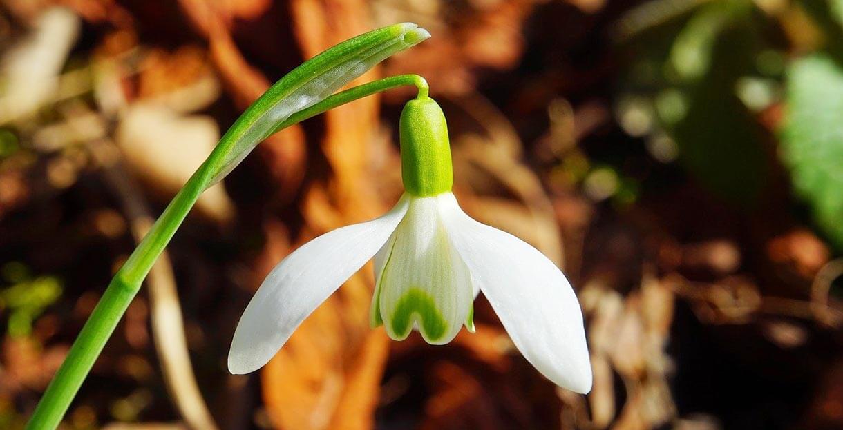 Schneeglöckchen Frühblüher