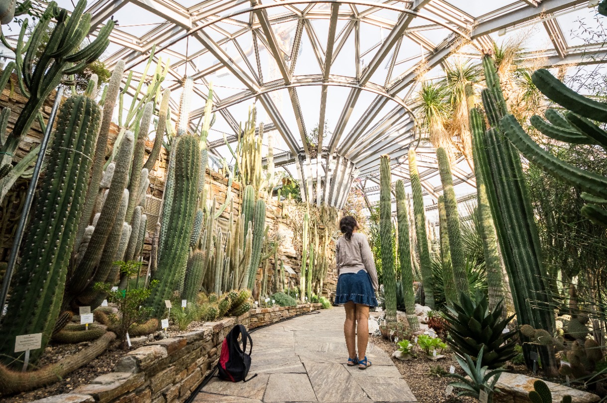 Frau in botanischem Garten umringt von Kakteen