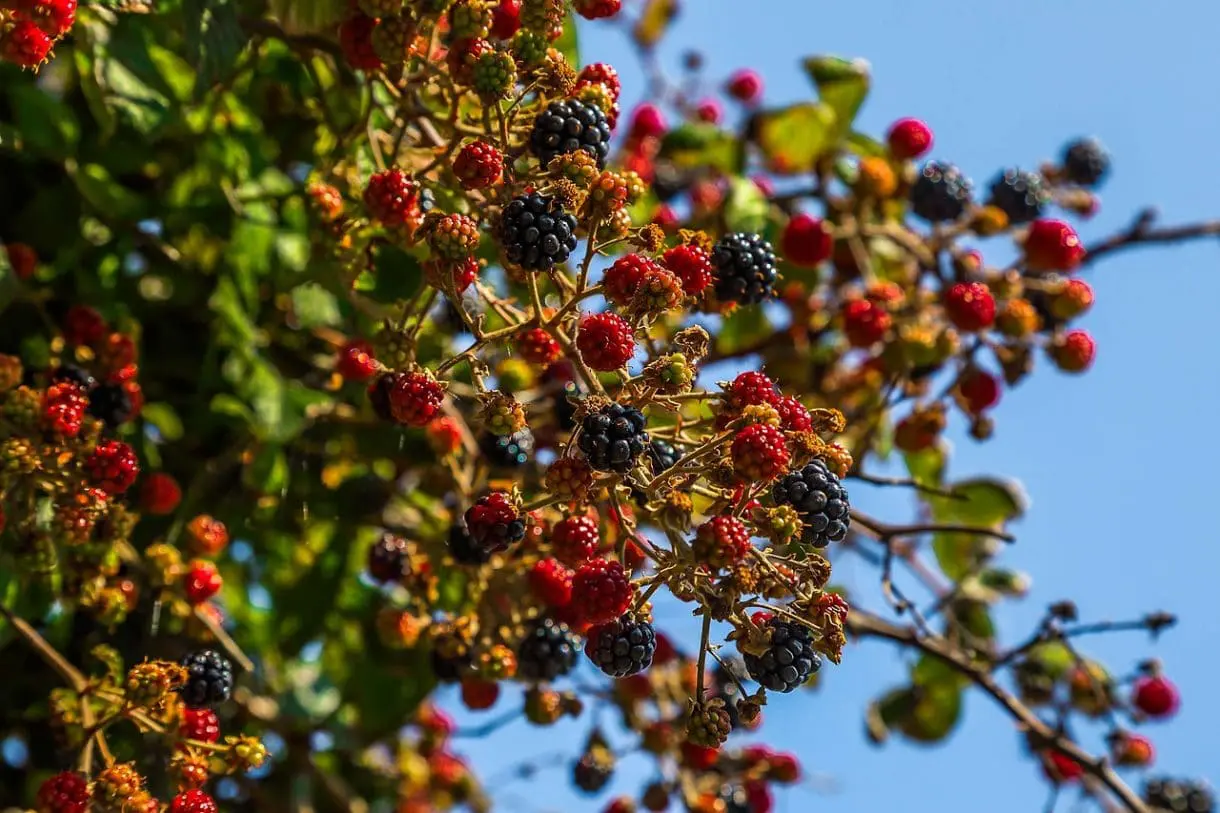 blackberries-2723733_1280 Brombeerstrauch
