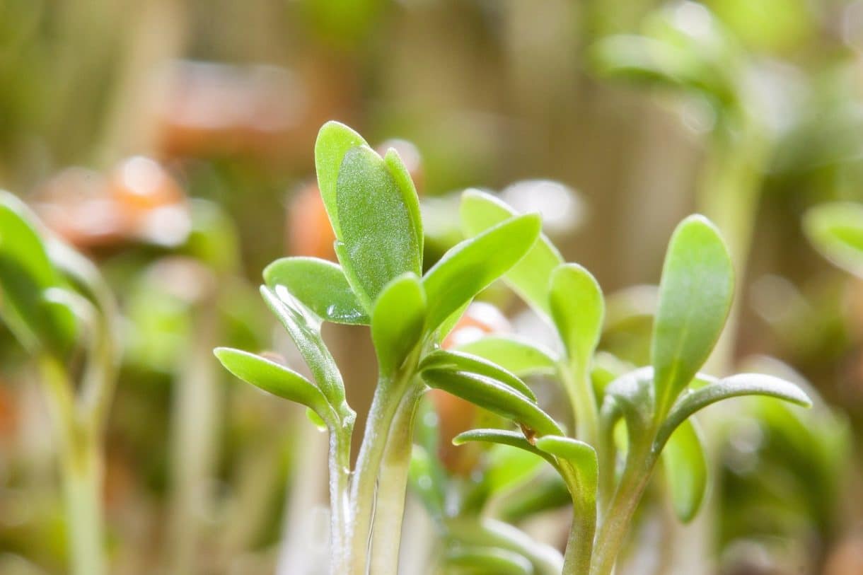 cress-255938_1280 Klee