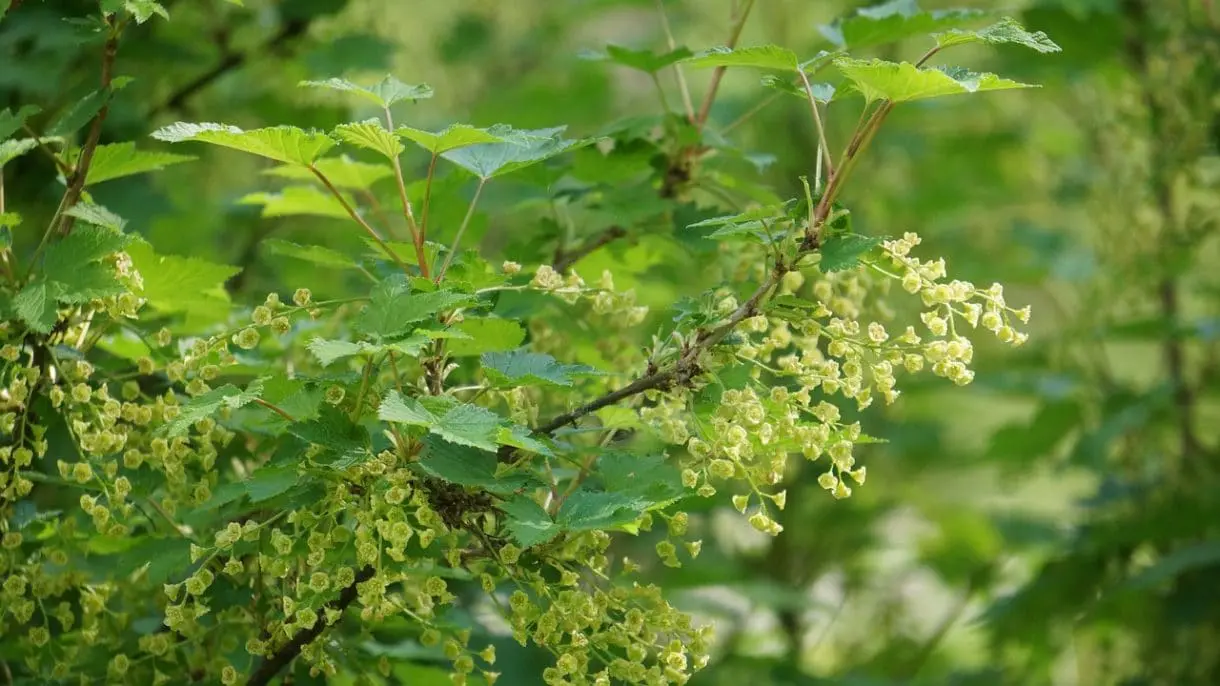 currant-bush-179651_1280 currant-bush-179651_1280