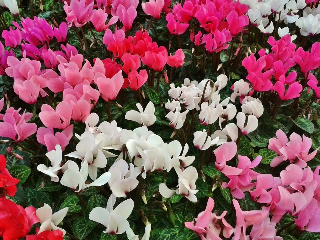 Blumenbeet, rosa, weiß, rot