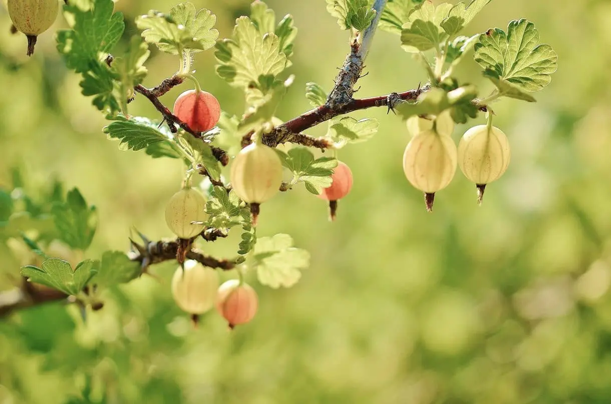 gooseberry-176450_1280 Stachelbeerenstrauch