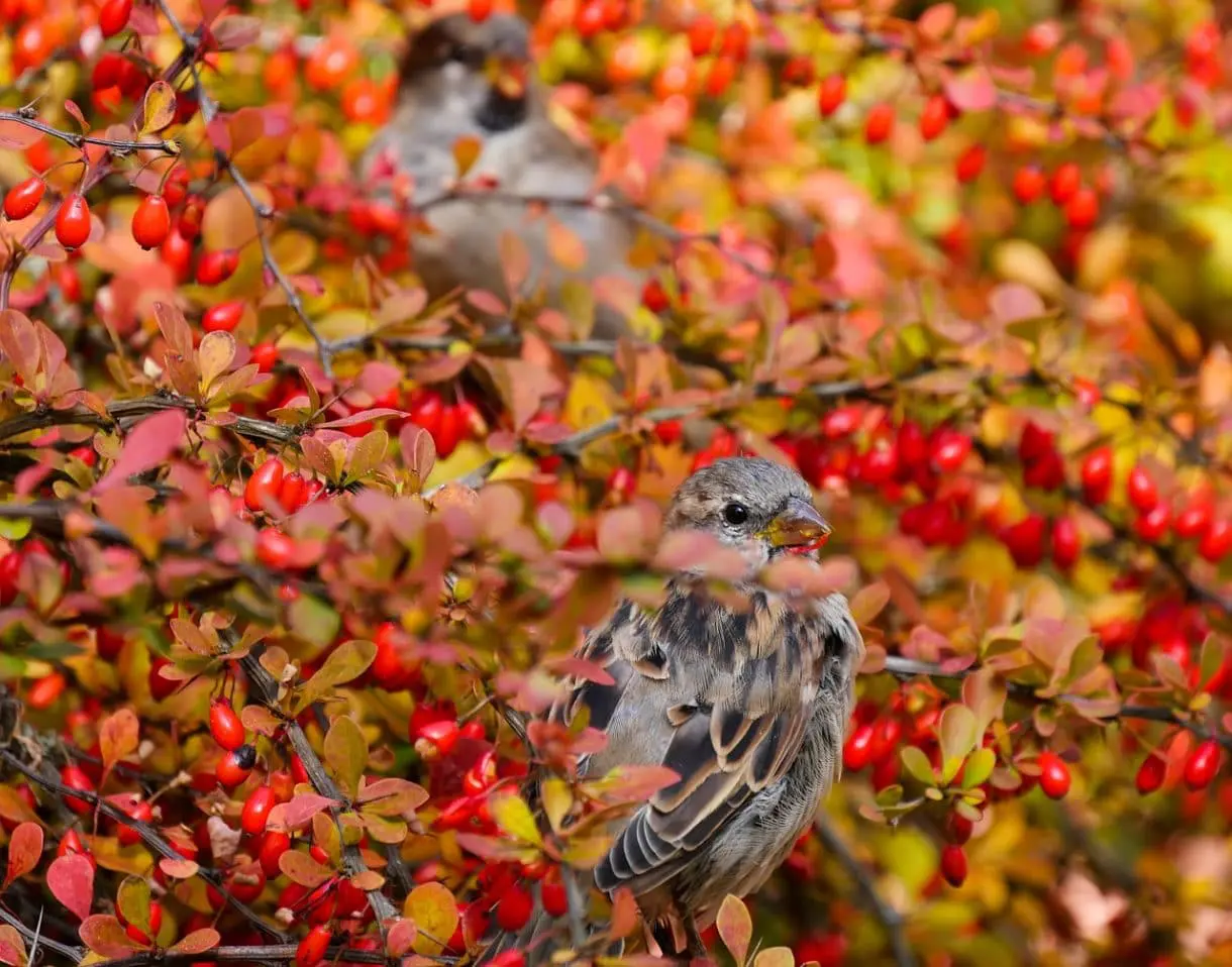 Vögel in einem Baum