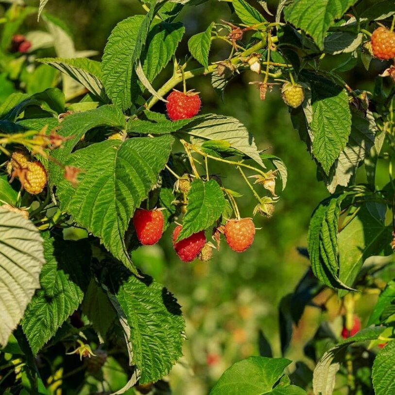 asche als dünger für kirschlorbeer Kirschlorbeer Dünger main image 1