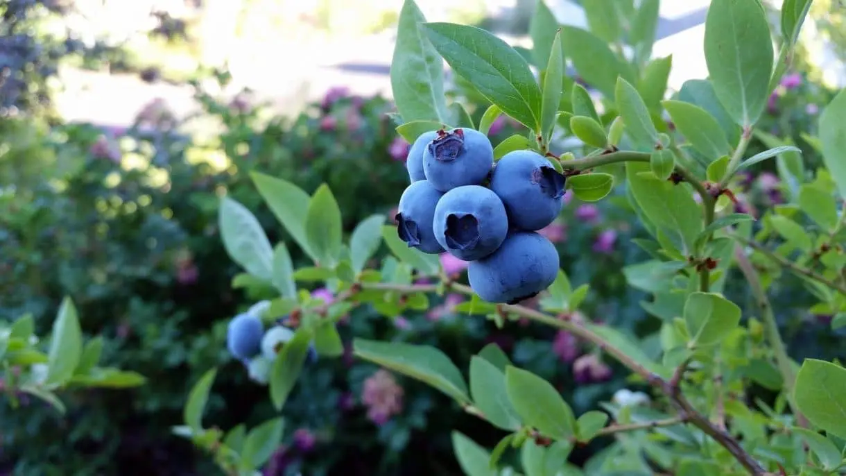 rubel-blueberry-2918485_1280 Blaubeerstrauch