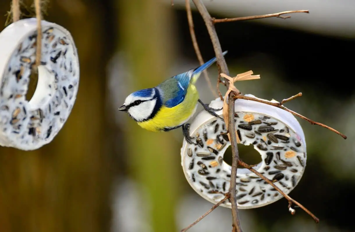 Vogel auf einem Ring aus Vogelfutter