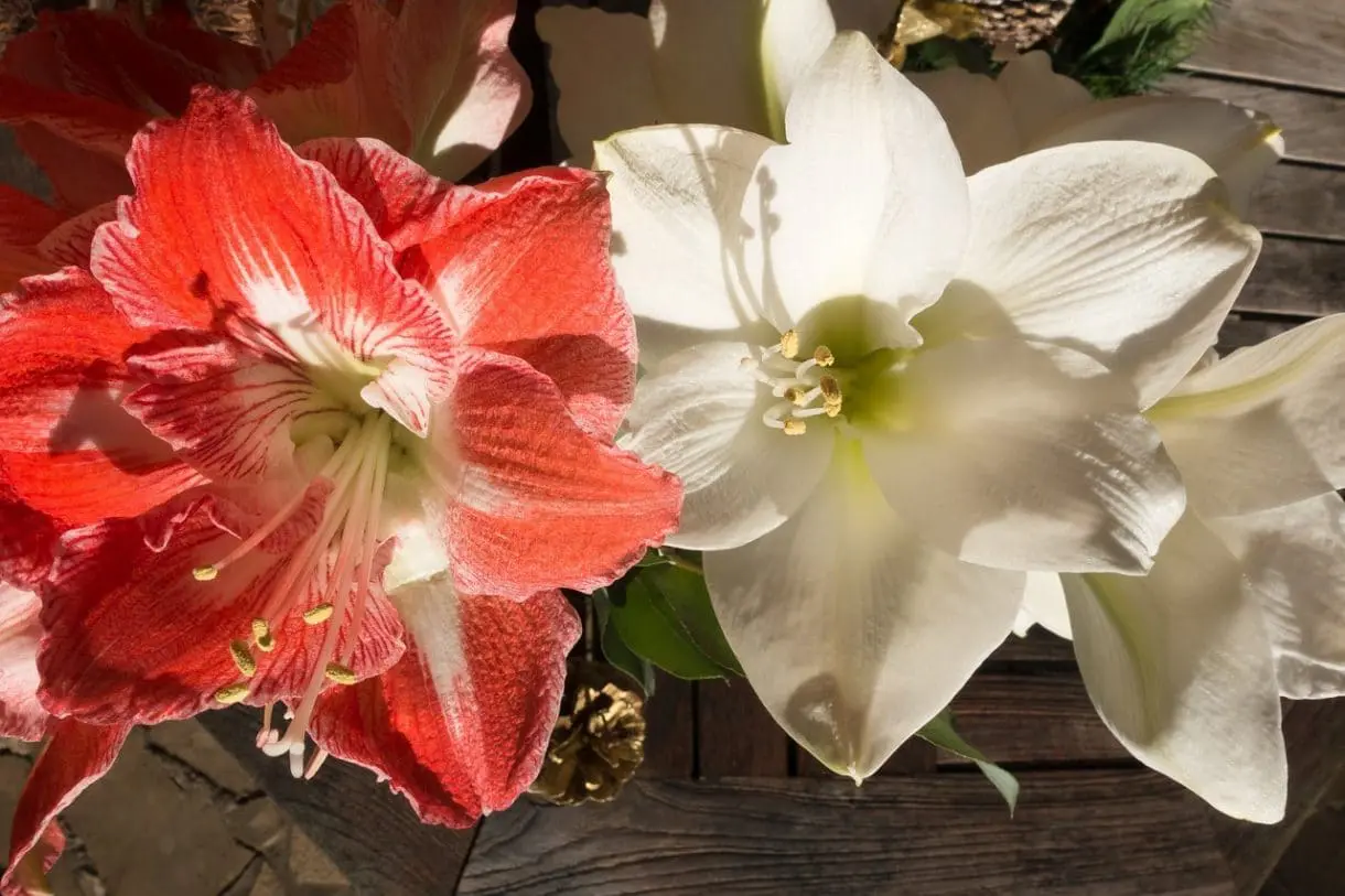 orchidee weiß Orchidee weiss inkl. Topf H 38cm – Schumachers Feine Weine & Schöne Dinge main image 1