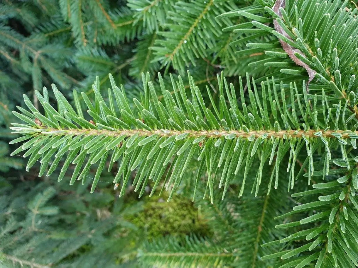 Nadelbaum-ast