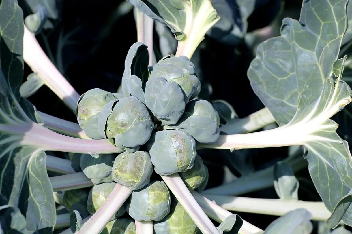 Rosenkohl an Pflanze