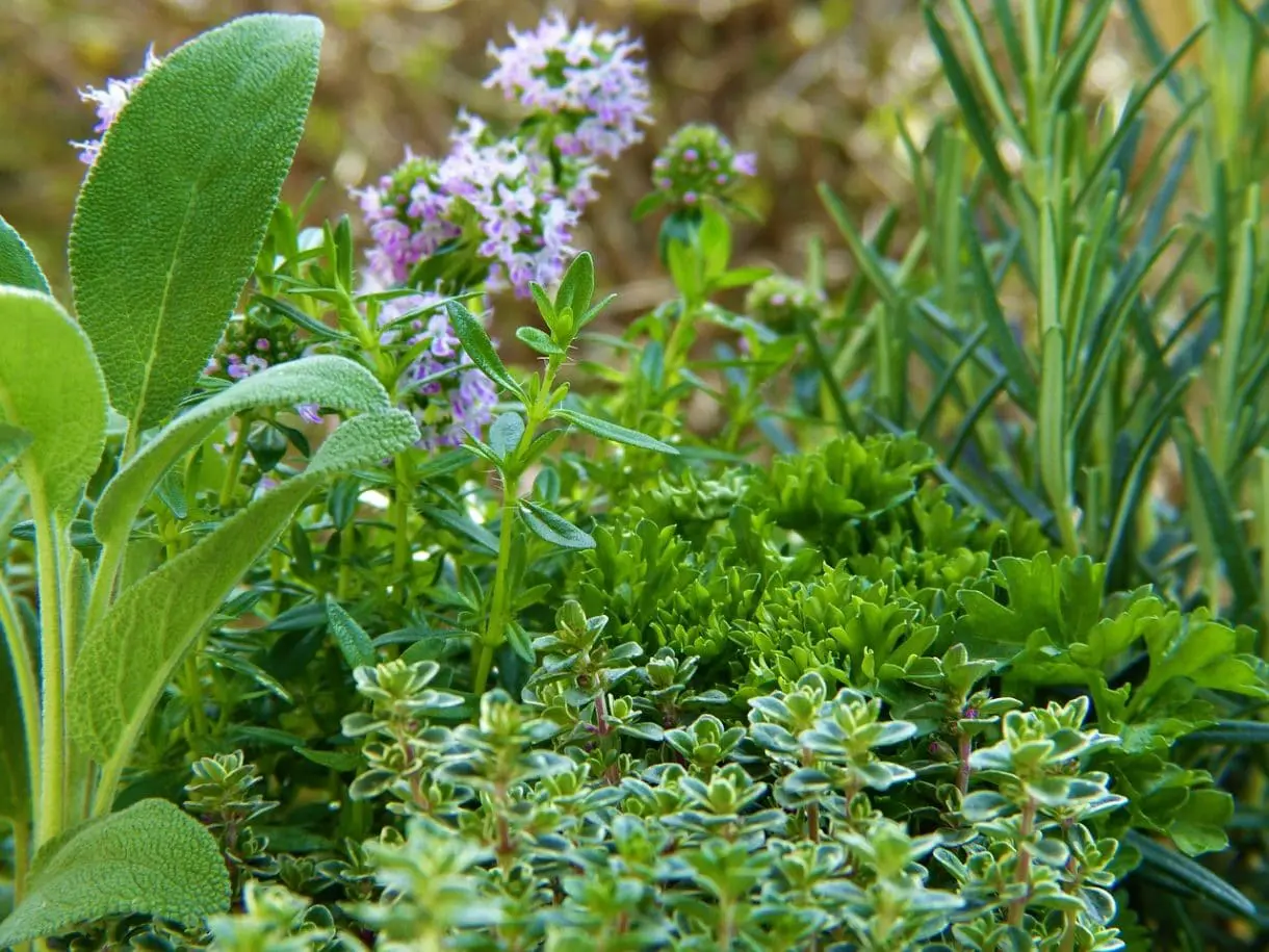 Frische Kräuer