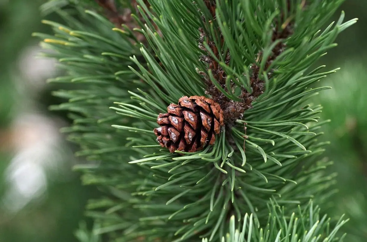 Pinienzapfen