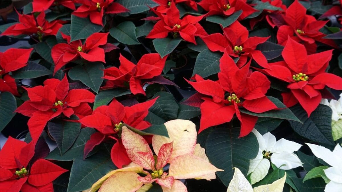 Weihnachtsstern & AmaryllisPflegetipps fr die blhenden Winter Stars