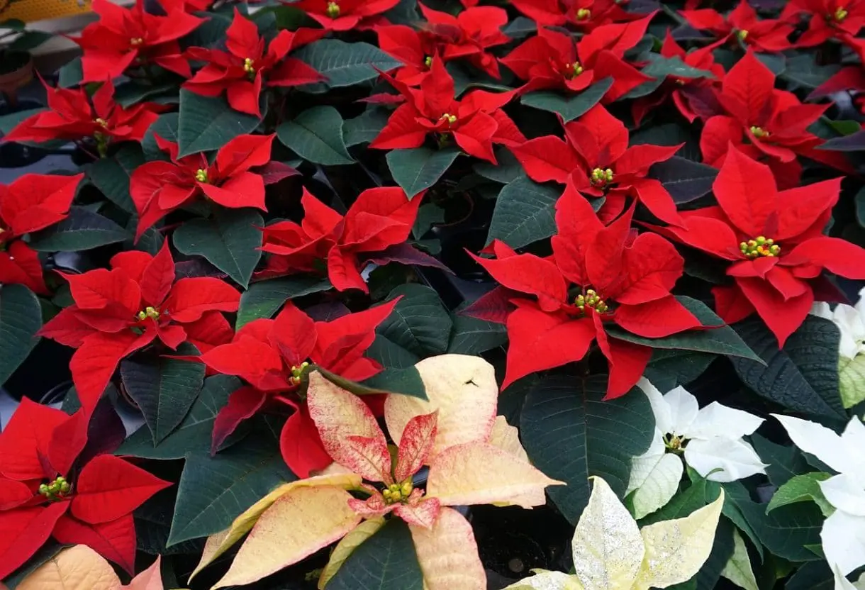 Weihnachtsstern & AmaryllisPflegetipps fr die blhenden Winter Stars