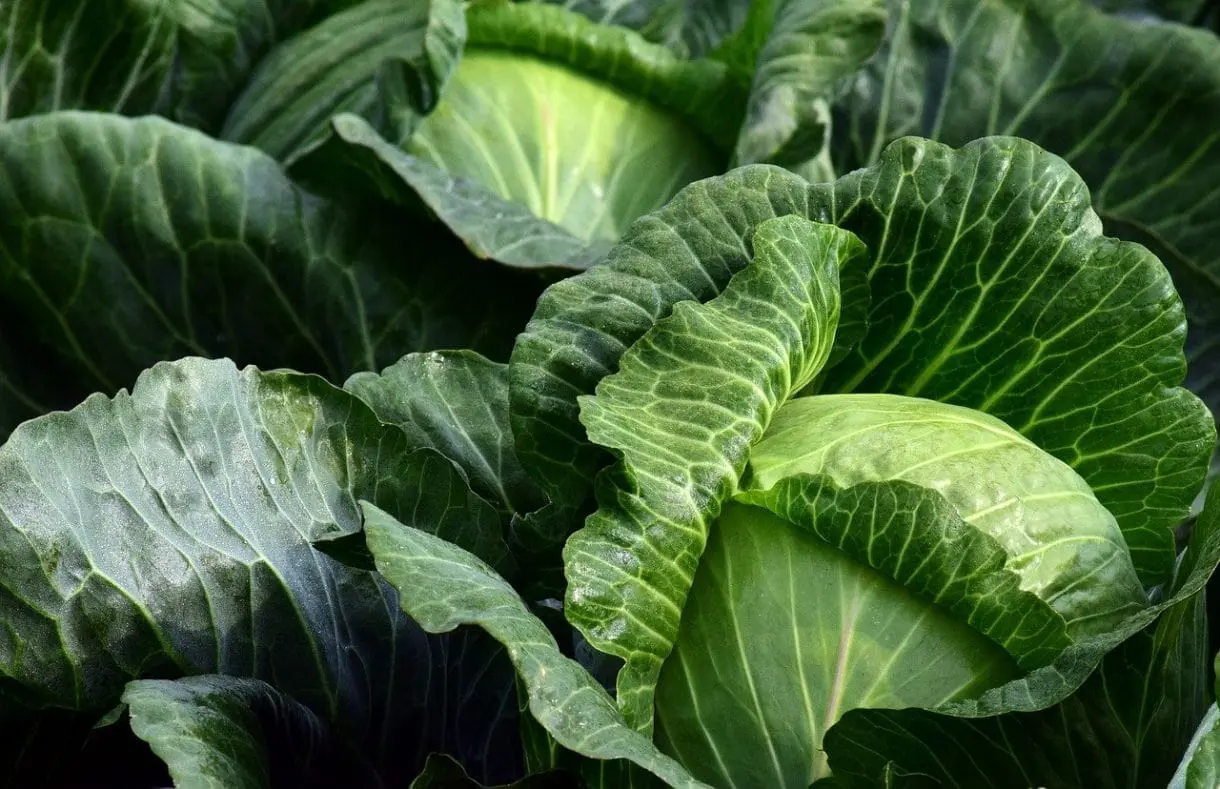 weißer Kohl