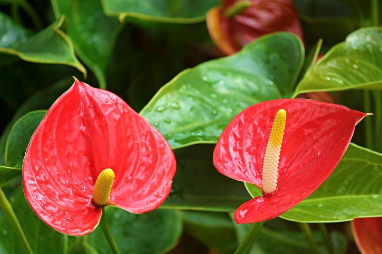 flamingo flower