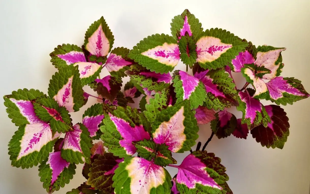 nettle