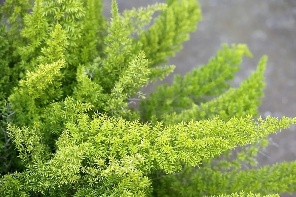 Fuchsschwanzspargel