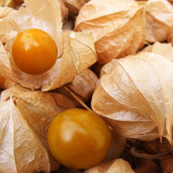 Saatgut Andenbeere Physalis großfrüchtig