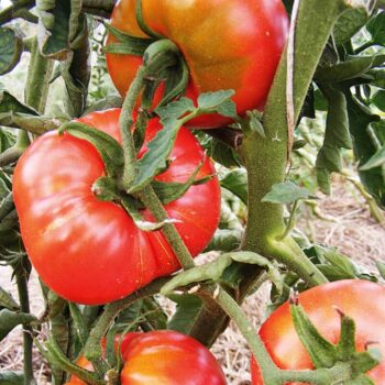 Bulgarische Fleischtomate