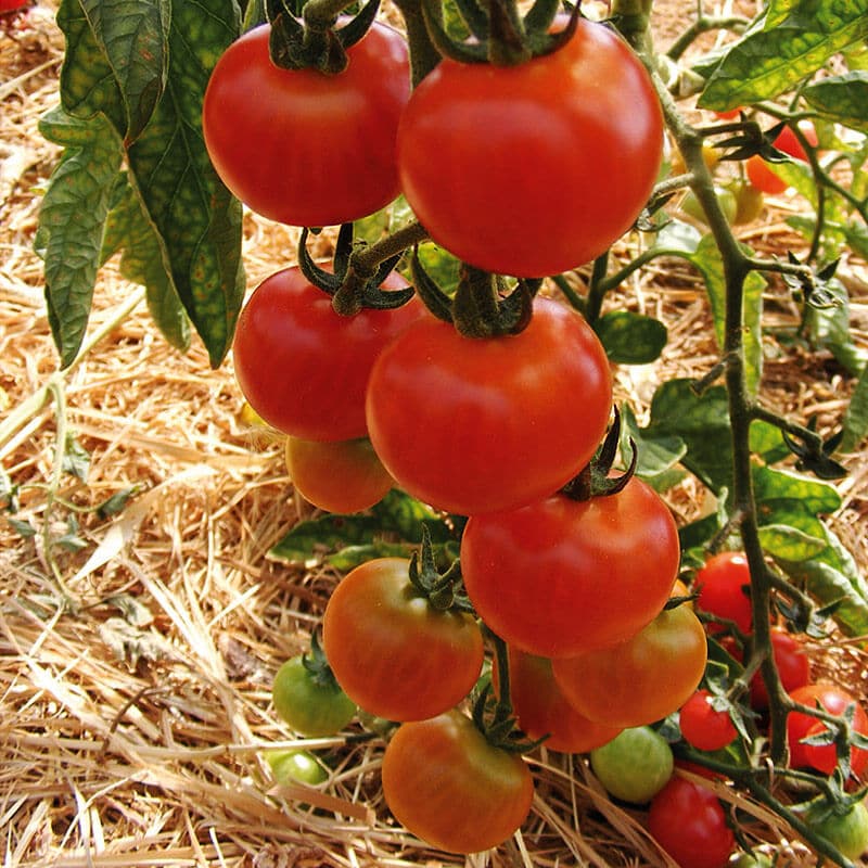 Saatgut rote Cocktailtomate Idyll
