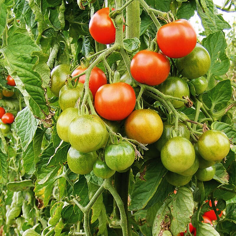 Saatgut Cocktail Tomate Primavera