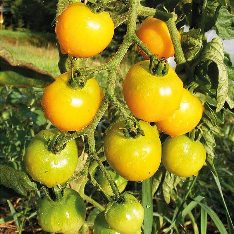 Saatgut goldgelbe Tomate Dorada