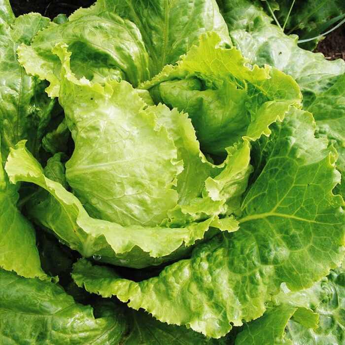 Saatgut Eissalat gelber Kaiser Saatgut Eissalat gelber Kaiser