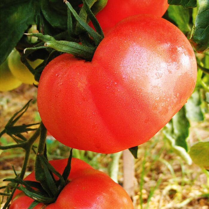 Saatgut Fleischtomate "Berner Rose"