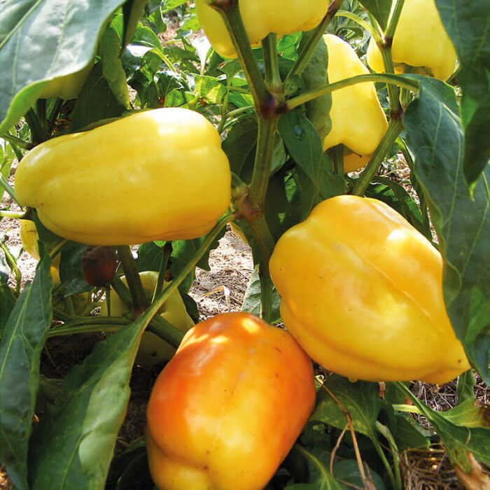 Saatgut Gemüsepaprika gelb ungarisch Saatgut Gemüsepaprika gelb ungarisch