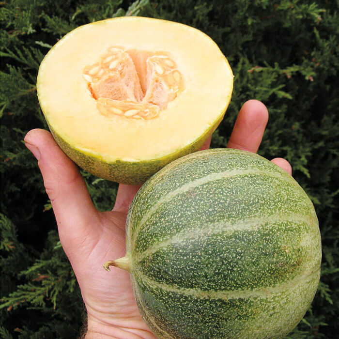 Saatgut Honigmelone Petis gris