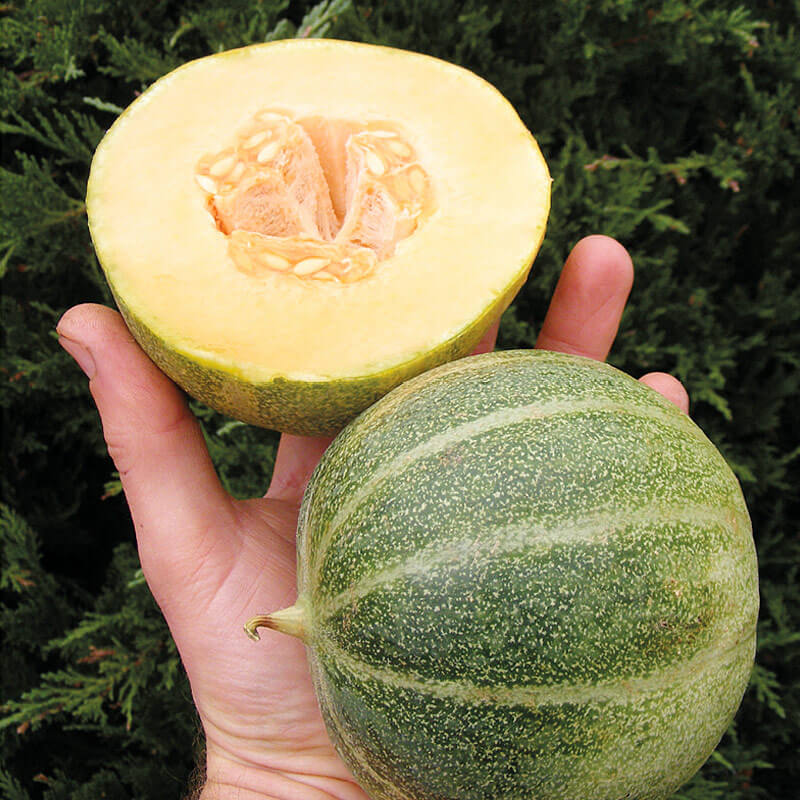 Saatgut Honigmelone Petis gris