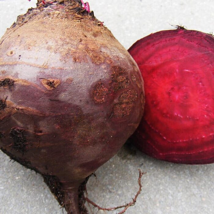 Saatgut rote Beete Bernstein Saatgut rote Beete Bernstein