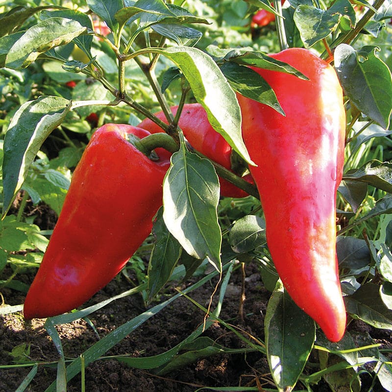 Saatgut - Paprika &amp;quot;Roter Augsburger&amp;quot; kaufen | KleePura