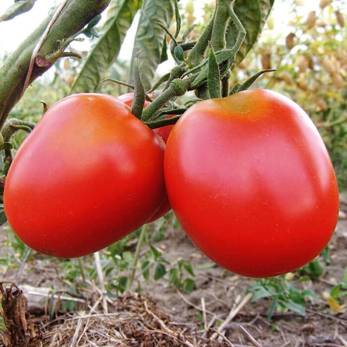 Saatgut Tomate de Berao