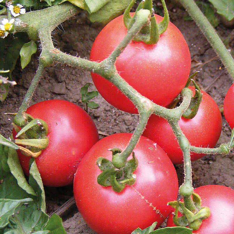 Saatgut Wildtomate Pubescene